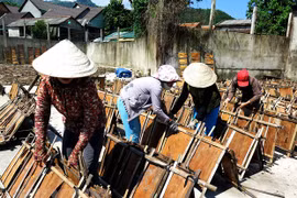 Phơi khô vỏ quế vừa thu hoạch. (Ảnh: Phước Ngọc/TTXVN) 