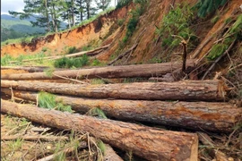 Một vụ phá rừng ở Lâm Đồng. (Nguồn: TTXVN)