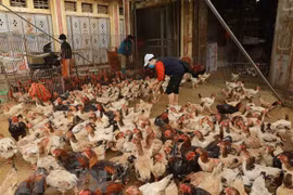 (Nguồn: TTXVN)