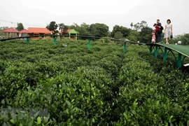 Đến với xã Tân Cương, Thái Nguyên, du khách có thể đi dạo trên cây cầu nổi giữa nương chè xanh biếc, cùng đội nón, đeo gùi đi hái chè cùng người dân bản địa. (Ảnh: Thanh Tùng/TTXVN) 