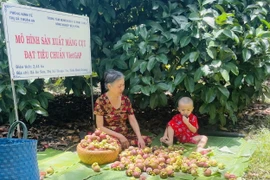 Người dân nhà vườn phân loại trái măng cụt. (Ảnh: Huyền Trang/TTXVN)