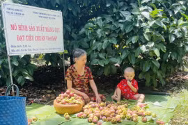 Người dân nhà vườn phân loại trái măng cụt. (Ảnh: Huyền Trang/TTXVN)