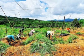 Các hộ dân tộc thiểu số tại xã Hơ Moong (Sa Thầy, Kon Tum) chuyển đổi từ cây kém hiệu quả sang trồng chanh dây mang lại thu nhập cao. (Ảnh: Khoa Chương/TTXVN)