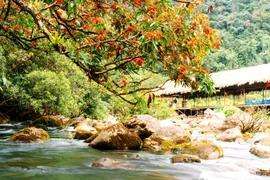 Tại suối nước Moọc, mỗi năm hoa Vàng Anh nở một lần và đẹp nhất là vào tháng 3. (Ảnh: TTXVN phát) 
