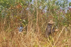 Hơn 31ha rừng ở xã Ia Din, huyện Đức Cơ (Gia Lai) chết bất thường, nghi do nấm Ceratocystis gây hại. (Ảnh: TTXVN phát)