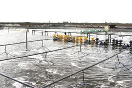 Ao nuôi tôm mô hình siêu thâm canh. (Ảnh: Tuấn Kiệt/TTXVN) 