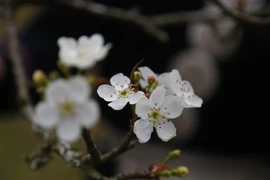 Hoa lê tại Na Hang đã bắt đầu nở, đón khách du lịch đến thăm quan, trải nghiệm. (Ảnh: Nam Sương/TTXVN) 