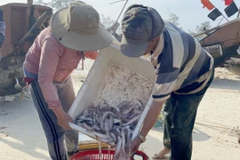 Ngư dân vùng bãi ngang Quảng Bình trúng vụ cá khoai đầu năm