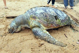 Xác rùa biển tại bãi Trước, thành phố Vũng Tàu. (Ảnh: Đoàn Mạnh Dương/TTXVN)