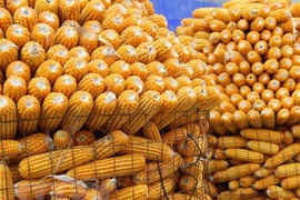 Ảnh minh họa. (Nguồn: THX/TTXVN)