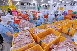 Phân loại sản phẩm cá tra philê tại nhà máy của Công ty Navico. (Ảnh: Vũ Sinh/TTXVN) 