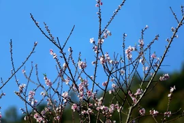 Những cây đào với tuổi thọ hàng chục năm tuổi, từng lớp từng lớp đua nhau khoe sắc. (Ảnh: Quý Trung/TTXVN) 