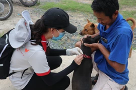 Tiêm vaccine phòng bệnh dại cho chó, mèo. (Ảnh: Đức Hạnh/TTXVN) 