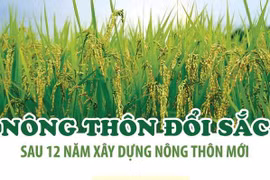 [Infographics] Diện mạo khởi sắc sau 12 năm xây dựng nông thôn mới
