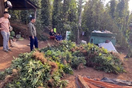 Tang vật vụ việc. (Ảnh: TTXVN phát)