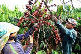 Thu hoạch càphê. (Ảnh: Vũ Sinh/TTXVN)