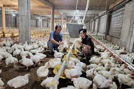 Ông Lê Văn Quyết kiểm tra các điều kiện nhiệt độ, độ ẩm, độ gió... trong trại gà. (Ảnh: Lê Xuân/TTXVN)