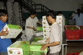 Đóng gói thanh long để xuất khẩu. (Ảnh: Anh Tuấn/TTXVN)