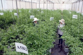 Khu Nông nghiệp công nghệ cao Thành phố Hồ Chí Minh. (Ảnh: Mạnh Linh/TTXVN)