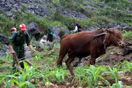 (Ảnh minh họa: Đỗ Bình/TTXVN)