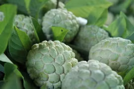 Na Chi Lăng đầu vụ có giá bán cao có thể lên đến 60.000-80.000 đồng/kg. (Ảnh: Quang Duy/TTXVN)