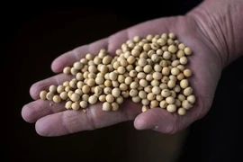 Đậu tương sau khi được thu hoạch từ một nông trại gần Scribner, bang Nebraska, Mỹ. (Ảnh: AFP/TTXVN)