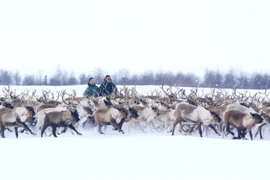 Trẻ em dân tộc Nenets từ nhỏ đã theo cha, anh làm công việc thuần hóa và chăn nuôi tuần lộc bán hoang dã trên các vùng lãnh nguyên rộng lớn. (Ảnh: Trần Hiếu/TTXVN)