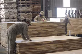Nhà máy chế biến gỗ và ván sợi công nghiệp MDF tại Nghệ An. (Ảnh: Bích Huệ/TTXVN)