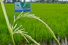 (Nguồn: baocamau.com.vn)