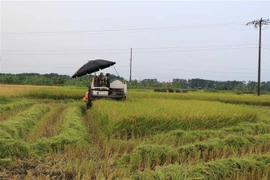 Gặt lúa giúp dân tại phường Khắc Niệm, thành phố Bắc Ninh. (Ảnh: Thanh Thương/TTXVN)