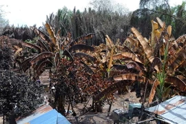 Khoảng 1.000m2 trồng cây ăn trái và trại nuôi gia cầm của ông Nguyễn Tấn Tài bị thiệt hại hoàn toàn, ước tính gần 200 triệu đồng. (Ảnh: An Hiếu/TTXVN)