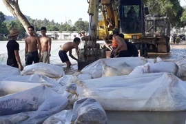 Vận chuyển lợn chết đi tiêu hủy. (Ảnh: Nguyễn Nam/TTXVN)