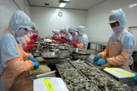 Chế biến tôm đông lạnh xuất khẩu. (Ảnh: Danh Lam/TTXVN)