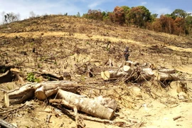 Rừng tự nhiên ở huyện An Lão bị lâm tặc xóa sổ. (Ảnh: Nguyên Linh/TTXVN)