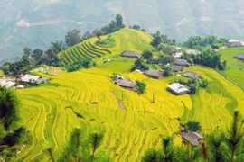  Bản Phùng với những thửa ruộng bậc thang vàng ươm khi vào mùa lúa chín từ lâu đã trở thành vẻ đẹp mang tính biểu tượng của huyện Hoàng Su Phì. (Ảnh: Trọng Đạt/TTXVN)