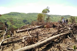 Hiện trường vụ 43ha rừng tự nhiên ở An Lão bị lâm tặc xóa sổ. (Ảnh: Nguyên Linh/TTXVN)