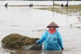 Ảnh chỉ có tính minh họa. (Ảnh: Nguyễn Chinh/TTXVN)