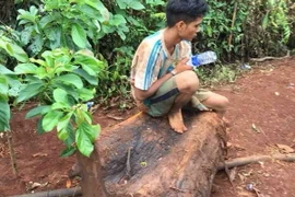 Cây thủy tùng bị cưa hạ cắt thành nhiều đoạn. (Ảnh: Phạm Cường/TTXVN)