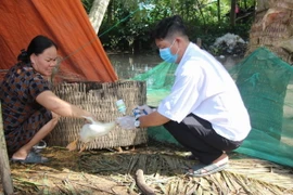 Cán bộ thú y huyện Long Mỹ, tỉnh Hậu Giang tiêm phòng cho gia cầm tại địa bàn. (Ảnh: Hồng Thái/TTXVN)