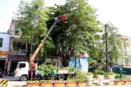 Nhân viên Công ty Cổ phần Môi trường và Công trình đô thị tỉnh Thái Bình cắt tỉa cây tại địa bàn thành phố để phòng chống bão số 3. (Ảnh: Thế Duyệt/TTXVN)