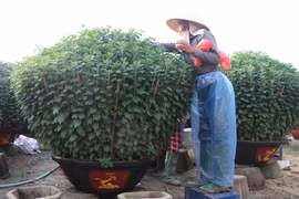 Người dân xã Nghĩa Hiệp (Quảng Ngãi) chăm sóc hoa cúc vụ Tết. (Ảnh: Phạm Cường/TTXVN)