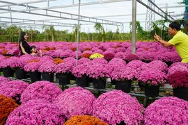 Du khách tham quan, chụp ảnh tại Tổ hợp tác hoa, kiểng khóm Tân An, phường An Hòa, thành phố Sa Đéc. (Ảnh: Nhựt An/TTXVN)