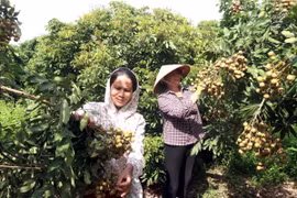 Các thành viên của Hợp tác xã cây ăn quả đặc sản Quyết Thắng, xã Tân Hưng, thành phố Hưng Yên chăm sóc những công đoạn cuối cùng để chuẩn bị cho vụ thu hoạch nhãn. (Ảnh: Mai Ngoan/TTXVN)