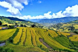 Ruộng bậc thang ở Tả Sử Choóng, huyện Hoàng Su Phì (Hà Giang). (Ảnh: Nguyễn Chiến/TTXVN)