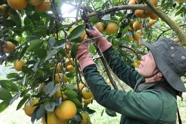 Cam giòn Thượng Lộc. (Ảnh: Hoàng Ngà/ TTXVN)