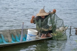 Nông dân xã Tây Yên, huyện An Biên, tỉnh Kiên Giang thu hoạch tôm sú trên vùng đất sản xuất 1vụ lúa 2 vụ tôm (Ảnh: Văn Sĩ/ TTXVN)