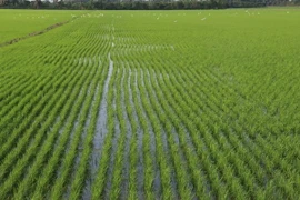 Khu vực cấp mã vùng trồng lúa ở xã Mỹ Đông, huyện Tháp Mười (Đồng Tháp). (Ảnh: Nguyễn Văn Trí/TTXVN)