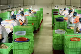 Chế biến hạt điều phục vụ cho xuất khẩu tại Bình Phước. (Ảnh: Hồng Nhung/TTXVN)