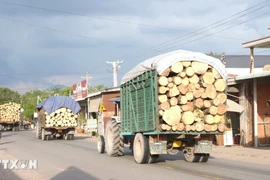 Xe công nông chở gỗ nối đuôi nhau lưu thông trên đường DT788, địa phận xã An Cơ, huyện Châu Thành, tỉnh Tây Ninh. (Ảnh: Minh Phú/TTXVN)