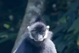 Cúc Phương - Vườn Quốc gia hàng đầu châu Á năm 2024 